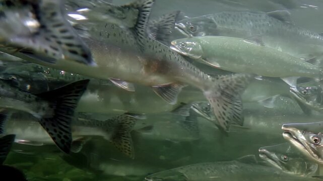 Discover the vibrant underwater life as salmon gracefully swim through clear waters. The sunlight dances on their scales, creating a mesmerizing view of nature's aquatic beauty at midday.