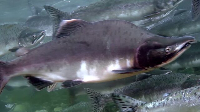 Watch the awe-inspiring journey of Salmon swimming upstream during their spawning migration. The fish navigate crystal clear waters in a powerful display of nature in Pacific Northwest.