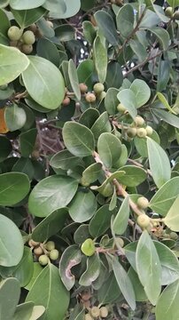 Close-up of Ficus microcarpa Chinese Banyan tree leaves and fruit