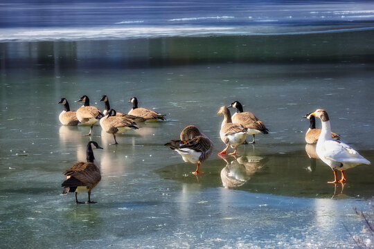 Frozen pond and waterfowl  in North Carolina, USA