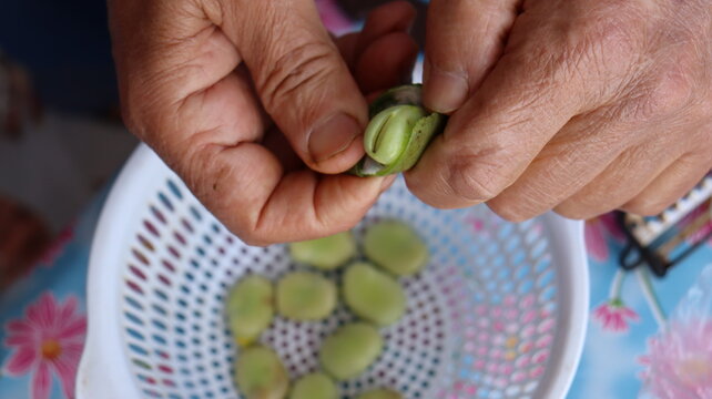 Hands shelling fresh fava beans from green pod close-up
