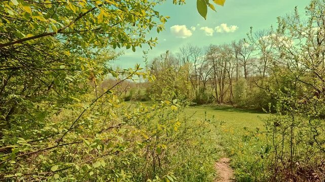 Spring on the forest meadow, fresh grass, sunny sky