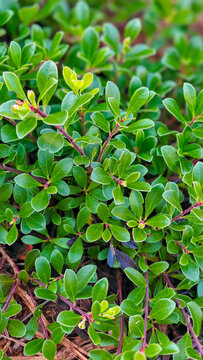 Close up shot of bearberry plant foliage