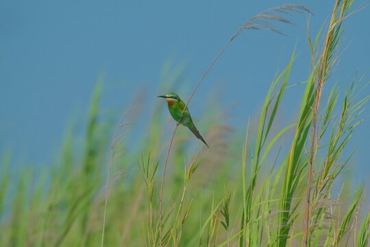 Blue-cheeked Bee-eater (Merops persicus) perched on bare branch, Malawi