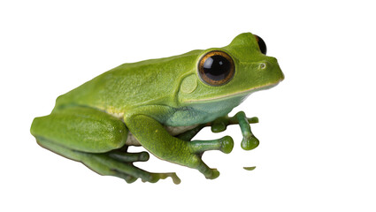 Fototapeta premium Isolated bright green tree frog, a captivating wild animal with prominent dark eyes.