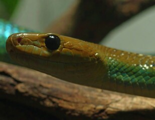 Fototapeta premium Close up of a vibrant green and yellow snake head resting on a wooden branch.