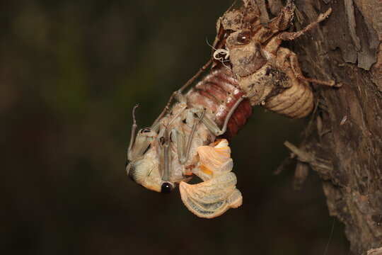 Cicada (eastern double drummer) freshly emerged from shell. Seen in Somersby, NSW 2024