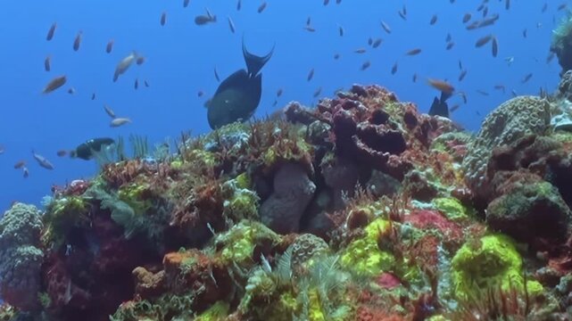 Observe bustling coral kingdom thriving with life. Swarms of tiny fish navigate colorful reef alongside striking black surgeonfish and cheerful yellow companion in bright ocean depths at daytime.