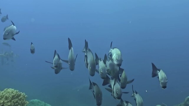 A large school of sleek, silver-grey fish with distinctive yellow eyes gracefully swims and swirls through the clear, sunlit ocean.