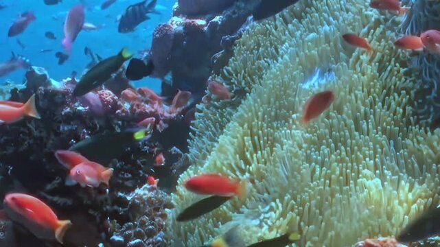 Vibrant orange anthias and various reef dwellers gracefully navigate sprawling sea anemone, surrounded by rich coral structures. Sunlight bathes this lively ocean ecosystem, revealing dynamic beauty.
