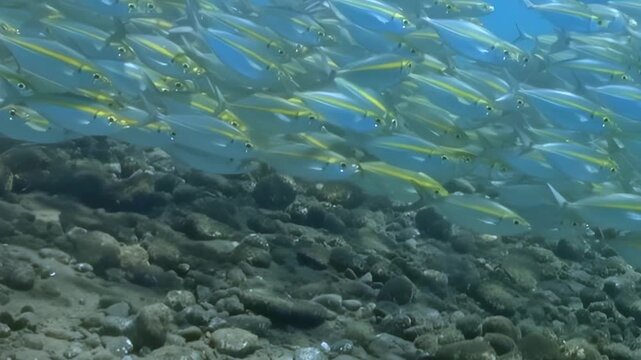 Shimmering Yellowstripe Scad create a living tapestry, gracefully navigating crystal clear ocean waters.