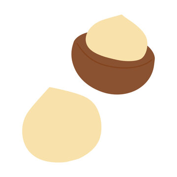 Macadamia nut healthy eating food ingredient