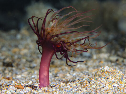 Sea anemone Cerianthus membranaceous