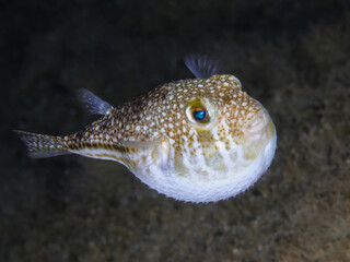Inflated yellow-spotted pufferfish © Sakis Lazarides