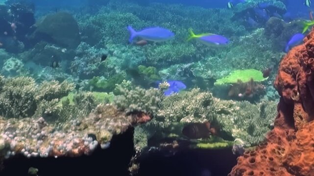 Experience the enchanting beauty of a tropical coral reef at daytime. Bright blue fish elegantly navigate through a dazzling tapestry of living corals, showcasing nature's breathtaking artistry.
