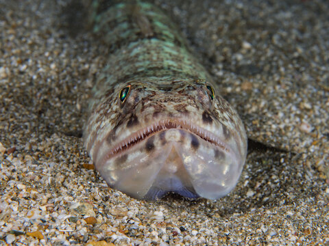 Lizard fish from the Mediterranean Sea