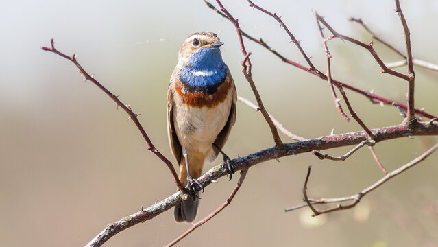 lilac breasted roller