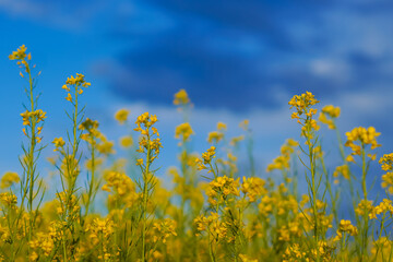 Obraz premium Paesaggio con fiori di colza sul cielo azzurro in italia