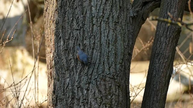 Close-up of a nuthatch clinging to rough tree bark trying to crack open a nut
