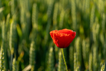 Fototapeta premium Single Red Poppy Standing Tall in a Field of Green Wheat During Sunset Captures the Beauty of Nature in a Simple Moment of Growth and Life