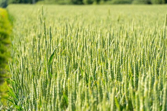 Wheat Field Stretches Under Blue Sky in Rural Area During Summer Season With Green Crops Ready for Harvest