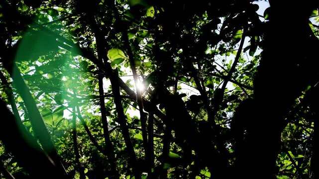 木々の隙間から差し込む日光