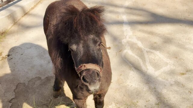 A small pony stands on the dry ground. Its hooves make a light thudding sound as it shifts its weight. A distant, steady zoo hum echoes in the background.