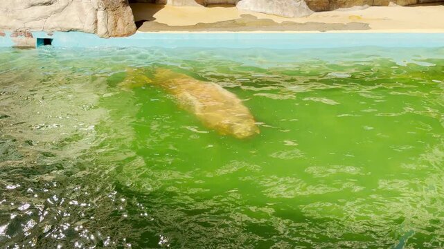 A massive walrus glides smoothly under the green water. Its powerful movement creates a soft, muffled gurgling sound below the surface. A constant, low hum from the distant zoo crowds fills the air.