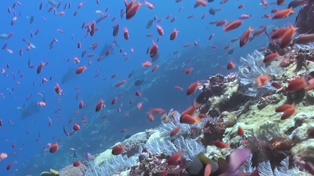 A breathtaking aquatic display unfolds as countless small scarlet fish shimmer and swirl amidst a vibrant coral reef.