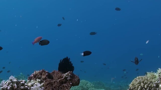 Witness breathtaking beauty of underwater coral reef. Brilliant fish weave through stony and soft corals, creating dynamic tableau in warm, clear waters of tropical sea, bathed in daytime light.