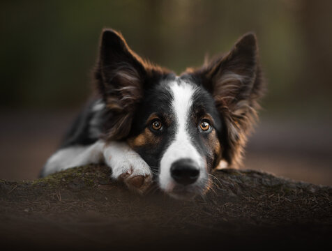 border collie puppy
