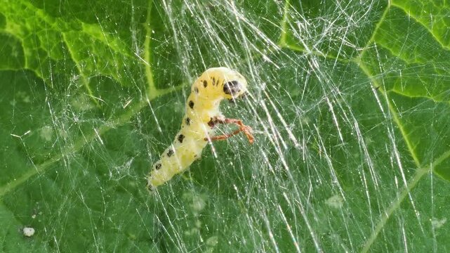 Chenille d&rsquo;Yponomeuta sp. dans une toile soyeuse en macro vid&eacute;o