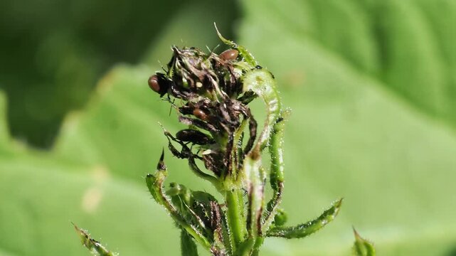 Tr&egrave;s petit insecte brun aux yeux rouges sur une plante en macro vid&eacute;o