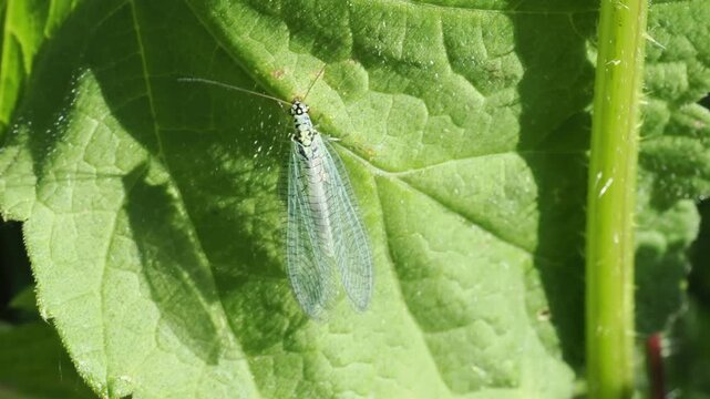 Chrysope commune (Chrysopa perla) sur une feuille verte en macro vid&eacute;o