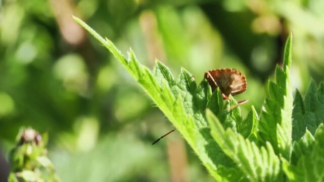 Cor&eacute;e margin&eacute;e (Coreus marginatus) sur une feuille verte en macro vid&eacute;o