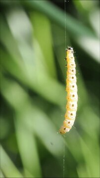Chenille d&rsquo;Yponomeuta sp. dans une toile soyeuse en macro vid&eacute;o