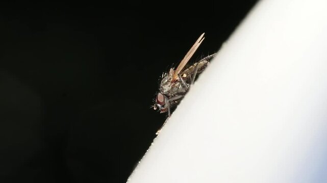 Mouche Anthomyiidae ind&eacute;termin&eacute;e en macro sur surface claire