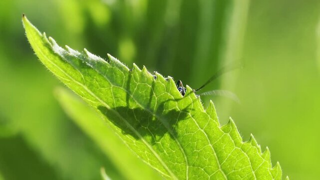 &OElig;d&eacute;m&egrave;re noble (Oedemera nobilis) sur une feuille verte en macro vid&eacute;o