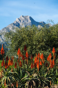 mt la concha in summer
