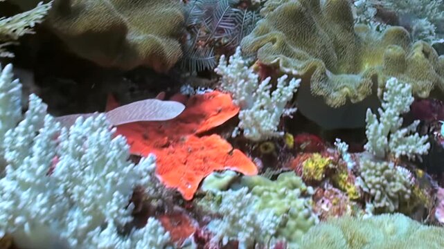 A captivating underwater world reveals its exquisite beauty. See colorful soft corals and intricate hard corals flourish in a sunlit marine sanctuary, teeming with tiny aquatic creatures.