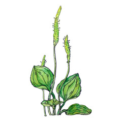 A vibrant watercolor illustration of medicinal green plantain © Konechnaya Nataliya