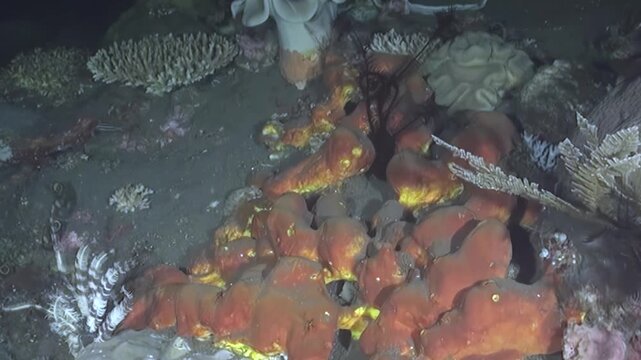 Witness ethereal beauty of deep-sea nocturnal landscape. Vibrant orange sponges, delicate white ruffles, and intricate stony corals flourish on dark ocean floor, illuminated by artificial light.