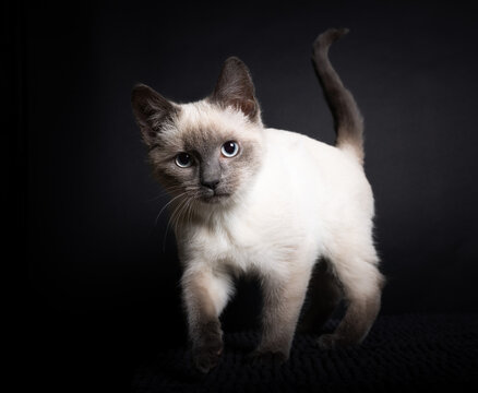 black and white kitten
