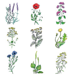 A collection of wildflowers and medicinal herbs © Konechnaya Nataliya