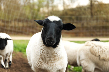 Many beautiful sheep grazing outdoors. Farm animals © New Africa