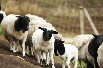 Many beautiful sheep grazing outdoors. Farm animals © New Africa