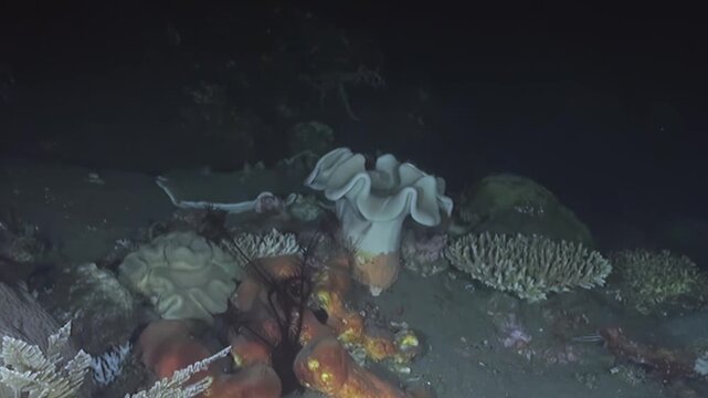 Mesmerizing view of a large, ruffled mushroom coral gently swaying on the ocean floor. Surrounded by delicate branching and brain corals, this vibrant ecosystem flourishes in the deep sea darkness.