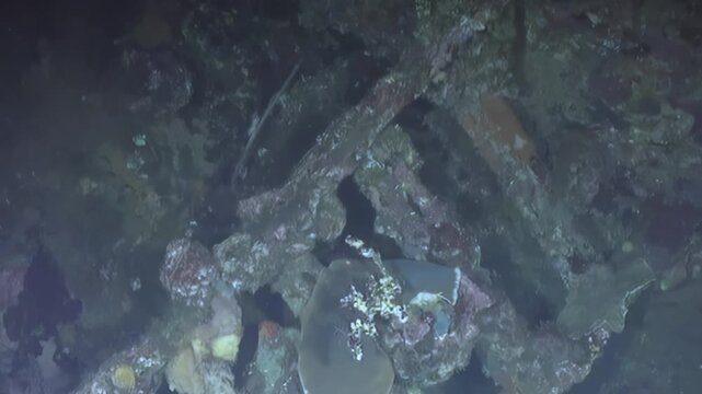 Explore the mesmerizing remains of an ancient shipwreck resting on the ocean floor. Observe marine life thriving on rusted structures, transforming history into a living reef at profound depths.