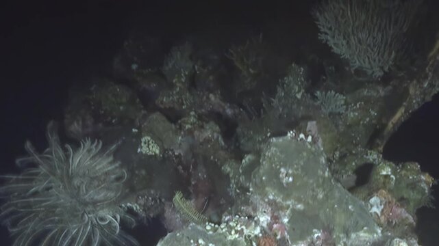 Witness the delicate beauty of deep-sea corals and their rocky habitat thriving in the perpetual low light of the ocean depths. A stunning marine ecosystem emerges from the darkness.