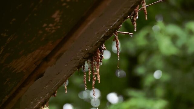 Slow motion showing of rainwater overflowing from clogged house gutters filled with wet leaves and debris, highlighting drainage issues and home maintenance needs.